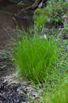 Bome-like sedge